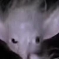 神秘神秘神秘便秘神秘